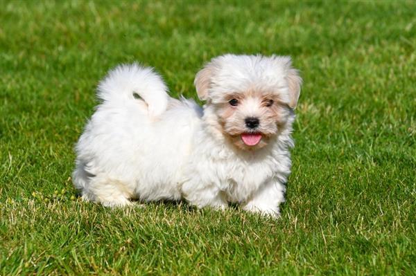 Grote foto boomer pups te koop ouders aanwezig dieren en toebehoren chihuahua en gezelschapshonden