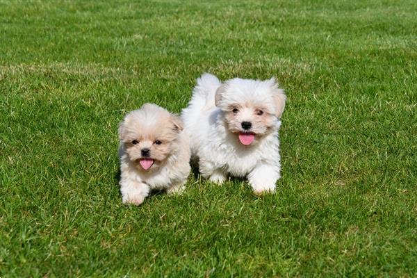 Grote foto boomer pups te koop ouders aanwezig dieren en toebehoren chihuahua en gezelschapshonden