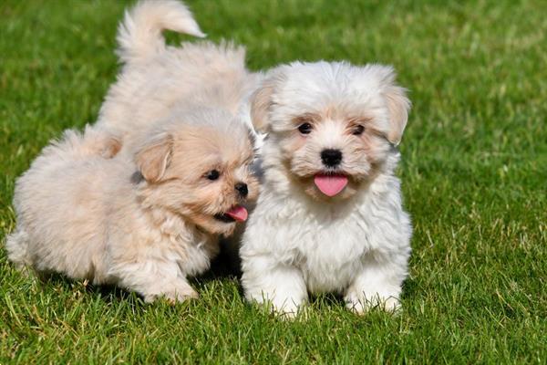 Grote foto boomer pups te koop ouders aanwezig dieren en toebehoren chihuahua en gezelschapshonden