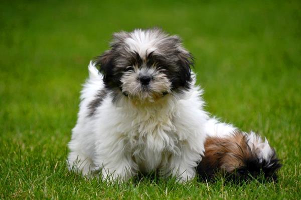 Grote foto shih tzu pups te koop ouders aanwezig dieren en toebehoren chihuahua en gezelschapshonden