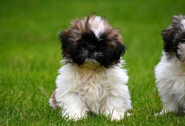 Grote foto shih tzu pups te koop ouders aanwezig dieren en toebehoren chihuahua en gezelschapshonden