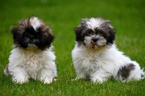 Grote foto shih tzu pups te koop ouders aanwezig dieren en toebehoren chihuahua en gezelschapshonden