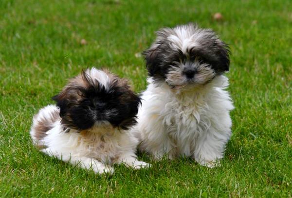 Grote foto shih tzu pups te koop ouders aanwezig dieren en toebehoren chihuahua en gezelschapshonden