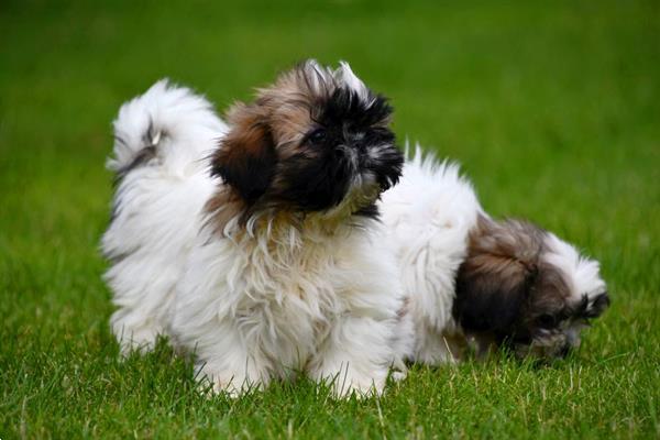 Grote foto shih tzu pups te koop ouders aanwezig dieren en toebehoren chihuahua en gezelschapshonden