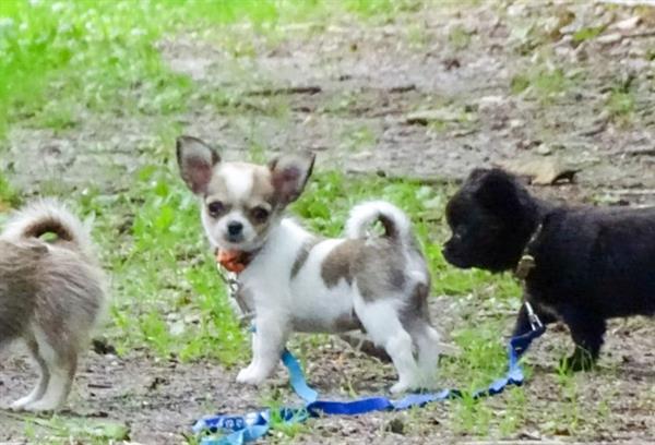 Grote foto chihuahua pups met fci stamboom dieren en toebehoren chihuahua en gezelschapshonden