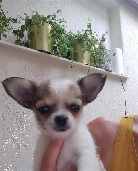 Grote foto chihuahua pups met fci stamboom dieren en toebehoren chihuahua en gezelschapshonden