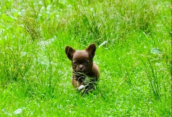 Grote foto chihuahua pups met fci stamboom dieren en toebehoren chihuahua en gezelschapshonden