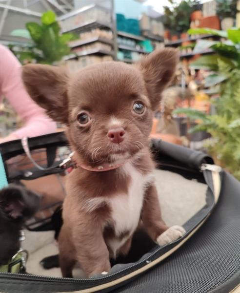 Grote foto chihuahua pups met fci stamboom dieren en toebehoren chihuahua en gezelschapshonden