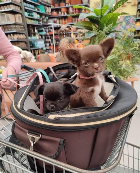 Grote foto chihuahua pups met fci stamboom dieren en toebehoren chihuahua en gezelschapshonden