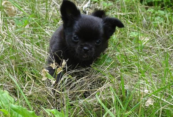 Grote foto chihuahua pups met fci stamboom dieren en toebehoren chihuahua en gezelschapshonden