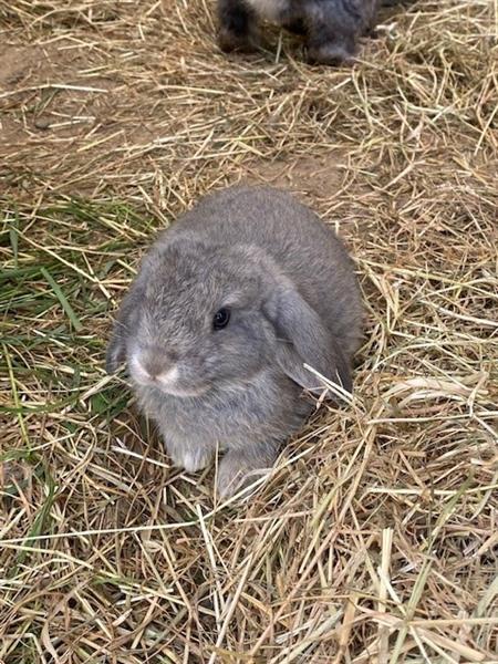 Grote foto verschillende franse hangoren te koop dieren en toebehoren konijnen