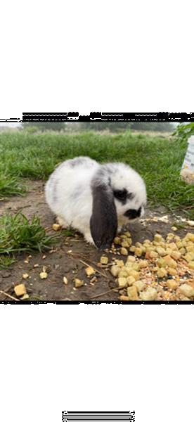 Grote foto verschillende franse hangoren te koop dieren en toebehoren konijnen