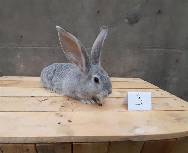 Grote foto vlaamse reusjes chinchilla kleur dieren en toebehoren konijnen