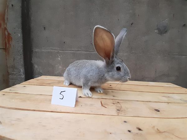 Grote foto vlaamse reusjes chinchilla kleur dieren en toebehoren konijnen