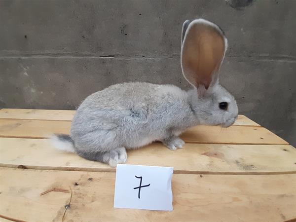 Grote foto vlaamse reusjes chinchilla kleur dieren en toebehoren konijnen