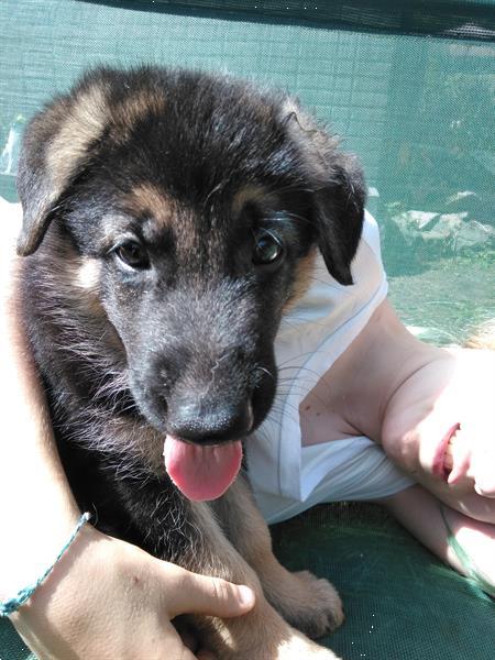 Grote foto duitse herderpup dieren en toebehoren herdershonden en veedrijvers