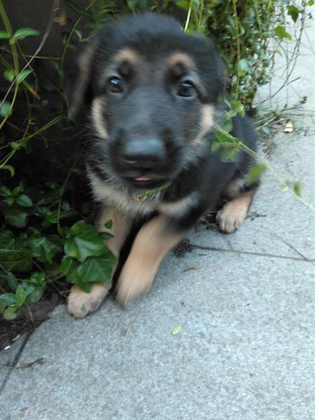 Grote foto duitse herderpup dieren en toebehoren herdershonden en veedrijvers