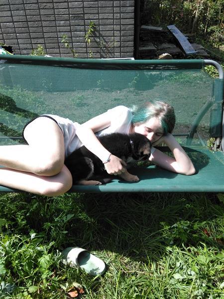 Grote foto duitse herderpup dieren en toebehoren herdershonden en veedrijvers