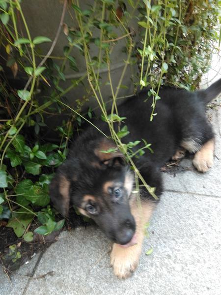 Grote foto duitse herderpup dieren en toebehoren herdershonden en veedrijvers