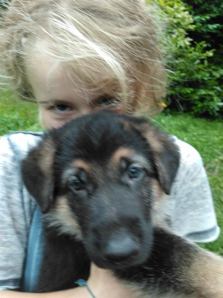 Grote foto duitse herderpup dieren en toebehoren herdershonden en veedrijvers