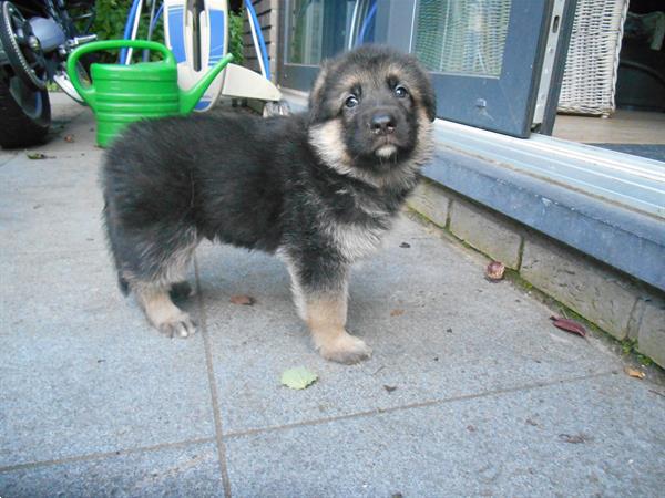 Grote foto puppie te koop dieren en toebehoren herdershonden en veedrijvers