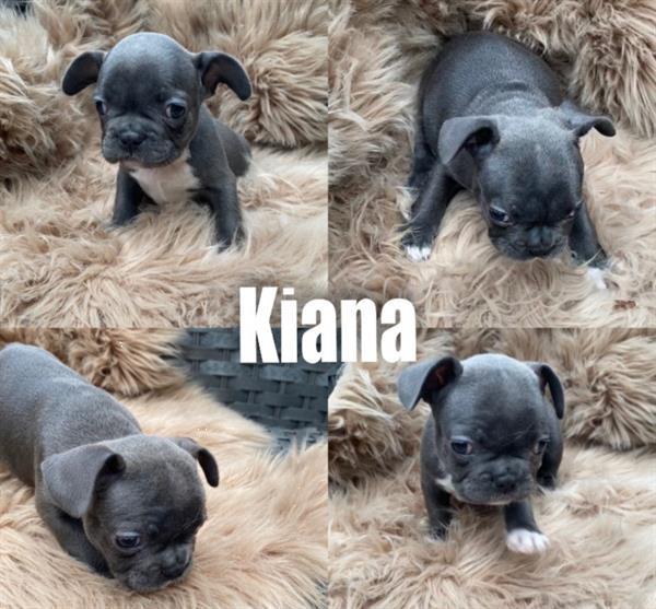 Grote foto mooie lieve en kerngezonde franse bulldog pups dieren en toebehoren bulldogs pinschers en molossers