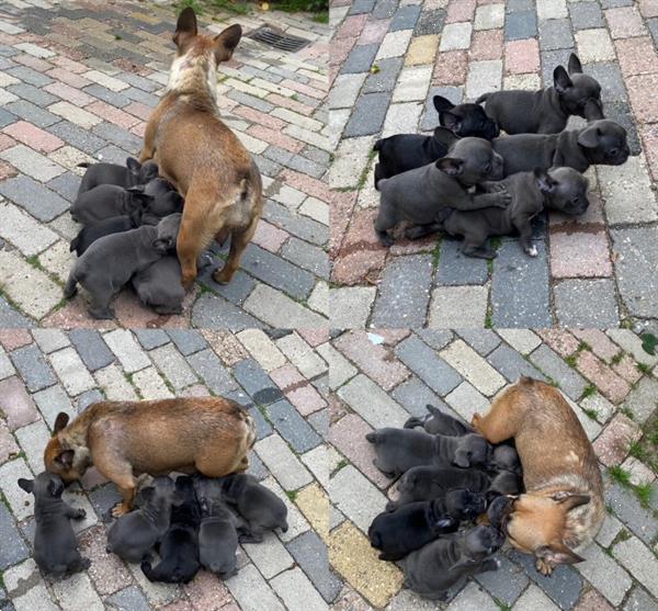 Grote foto mooie lieve en kerngezonde franse bulldog pups dieren en toebehoren bulldogs pinschers en molossers