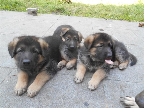 Grote foto duitse herder pupie dieren en toebehoren herdershonden en veedrijvers