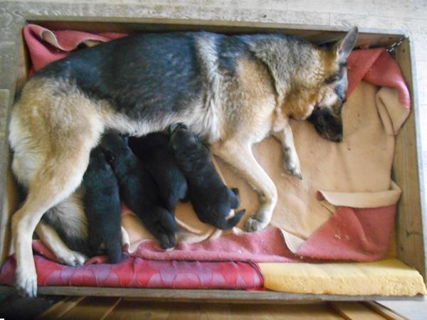 Grote foto duitse herder pupie dieren en toebehoren herdershonden en veedrijvers