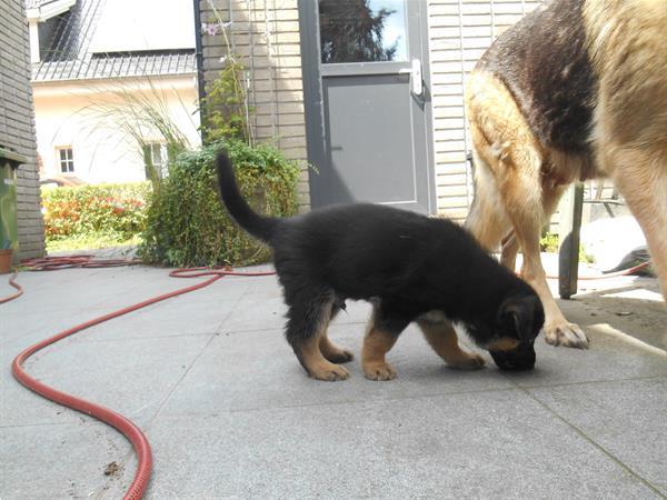 Grote foto duitse herder pupie dieren en toebehoren herdershonden en veedrijvers