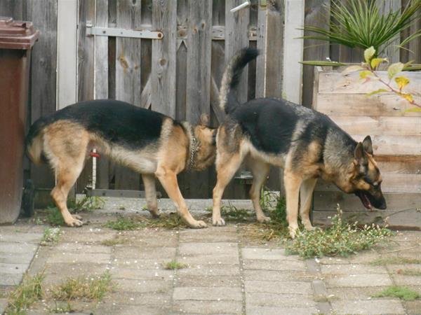 Grote foto duitse herder pupie dieren en toebehoren herdershonden en veedrijvers