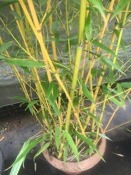 Grote foto bamboe in pot tuin en terras bloemen en planten