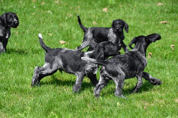 Grote foto duitse staande draadhaar pups te koop belgisch dieren en toebehoren setters en staande honden