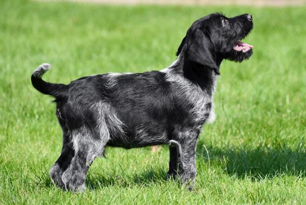 Grote foto duitse staande draadhaar pups te koop belgisch dieren en toebehoren setters en staande honden