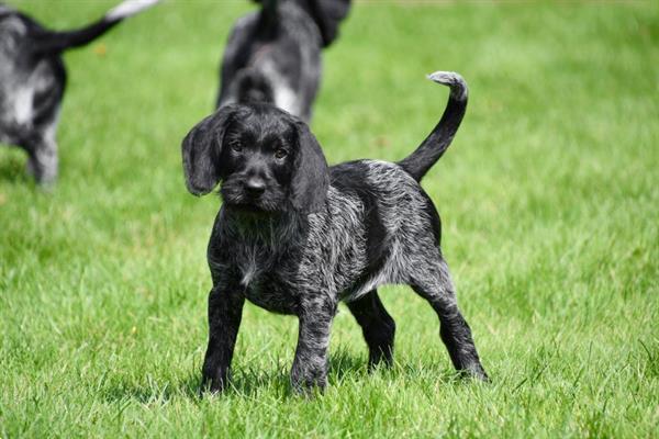 Grote foto duitse staande draadhaar pups te koop belgisch dieren en toebehoren setters en staande honden