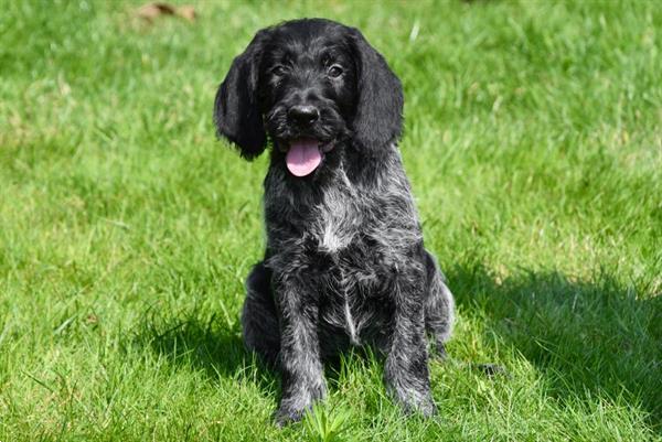 Grote foto duitse staande draadhaar pups te koop belgisch dieren en toebehoren setters en staande honden