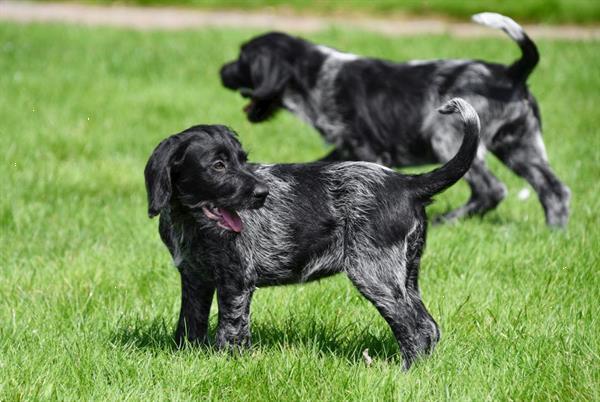 Grote foto duitse staande draadhaar pups te koop belgisch dieren en toebehoren setters en staande honden