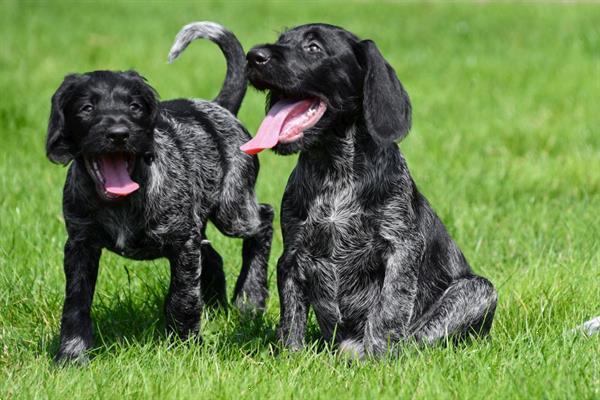 Grote foto duitse staande draadhaar pups te koop belgisch dieren en toebehoren setters en staande honden