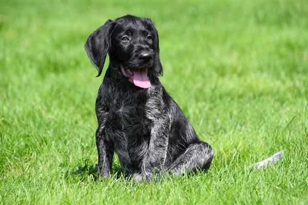 Grote foto duitse staande draadhaar pups te koop belgisch dieren en toebehoren setters en staande honden