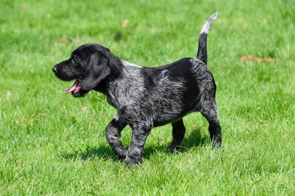 Grote foto duitse staande draadhaar pups te koop belgisch dieren en toebehoren setters en staande honden