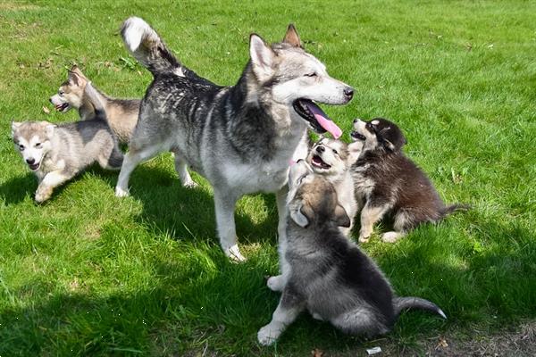 Grote foto alaskan malamute pups te koop ouders aanwezig dieren en toebehoren poolhonden keeshonden en oertypen