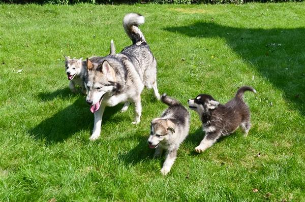 Grote foto alaskan malamute pups te koop ouders aanwezig dieren en toebehoren poolhonden keeshonden en oertypen