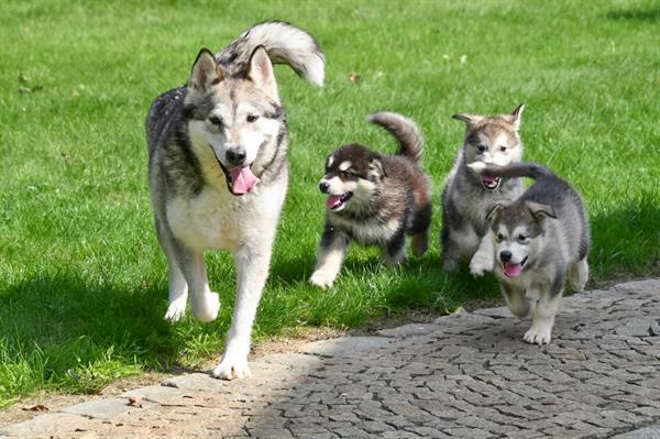 Grote foto alaskan malamute pups te koop ouders aanwezig dieren en toebehoren poolhonden keeshonden en oertypen