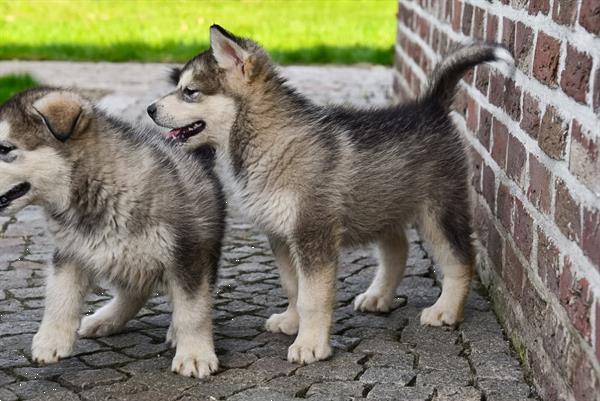 Grote foto alaskan malamute pups te koop ouders aanwezig dieren en toebehoren poolhonden keeshonden en oertypen