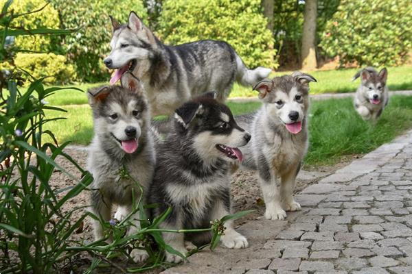 Grote foto alaskan malamute pups te koop ouders aanwezig dieren en toebehoren poolhonden keeshonden en oertypen