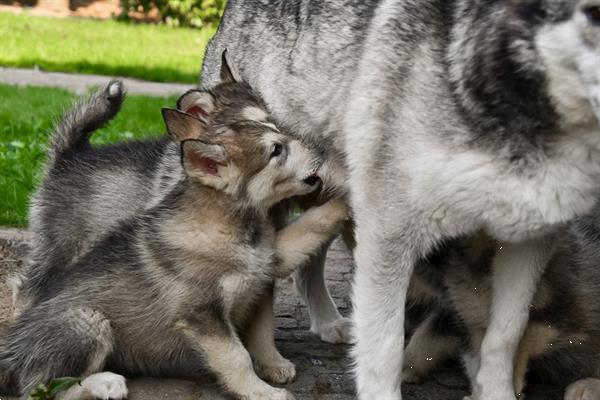 Grote foto alaskan malamute pups te koop ouders aanwezig dieren en toebehoren poolhonden keeshonden en oertypen