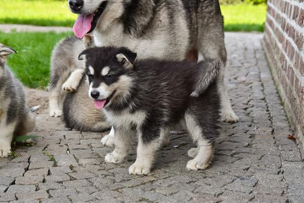 Grote foto alaskan malamute pups te koop ouders aanwezig dieren en toebehoren poolhonden keeshonden en oertypen