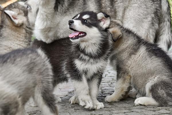 Grote foto alaskan malamute pups te koop ouders aanwezig dieren en toebehoren poolhonden keeshonden en oertypen