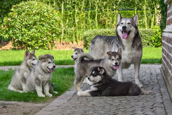 Grote foto alaskan malamute pups te koop ouders aanwezig dieren en toebehoren poolhonden keeshonden en oertypen