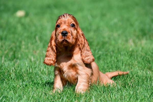 Grote foto engelse cocker spani l pups te koop belgisch dieren en toebehoren retrievers spani ls en waterhonden